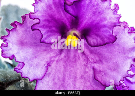 La violette africaine (Saintpaulia ionantha). Banque D'Images