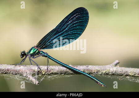 Mannetje, homme Bosbeekjuffer Calopteryx virgo Banque D'Images