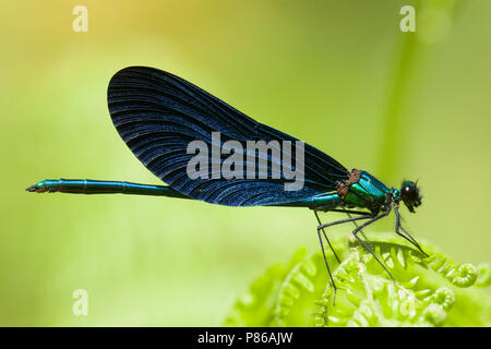 Mannetje Bosbeekjuffer (ssp. festiva) Mâle Calopteryx virgo (ssp. festiva) Banque D'Images