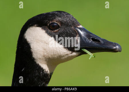 - Bernache du Canada - Branta Kanadagans canadiensis ssp. canadiensis, Allemagne, des profils Banque D'Images