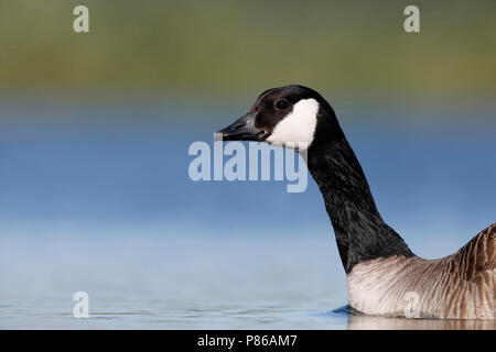 Grote Canadese gans ; Canada Goose Banque D'Images