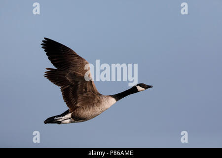 Grote Canadese gans ; Canada Goose Banque D'Images