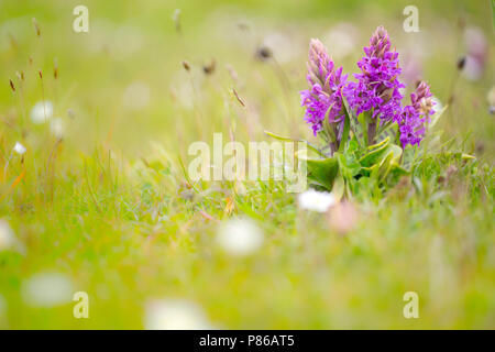 B-3461 Bloeiende, orchis à larges feuilles floraison Marsh Orchid Banque D'Images