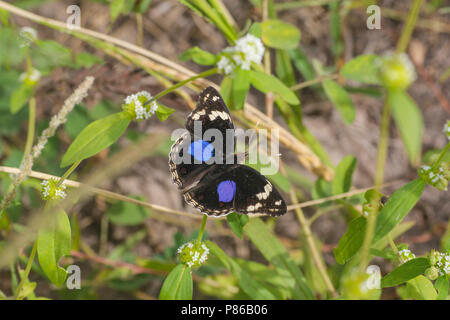 Bleu foncé, Pansy Junonia oenone Banque D'Images