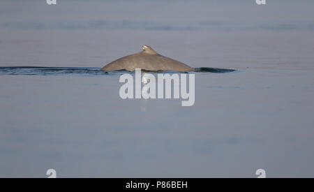 Dauphin de l'Irrawaddy, Orcaella brevirostris) baignade dans le Mékong à Kratie, au Cambodge. Banque D'Images