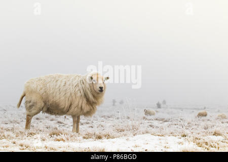 Heideschaap Drents Friese Drents op moutons sur Drents Friese Wold Banque D'Images