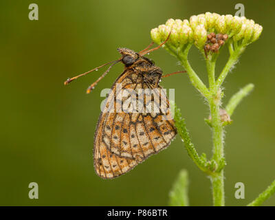 Dubbelstipparelmoervlinder / Twin-spot fritillary (Brenthis hecate) Banque D'Images