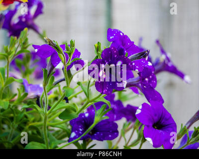 Pétunia fleur, ciel de nuit divers Banque D'Images