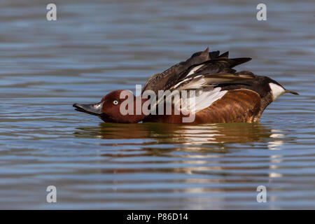 Witoogeend ; nyroca (Aythya nyroca) ; Banque D'Images