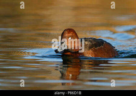 Fuligule nyroca - Aythya nyroca Moorente -, l'Allemagne, l'homme adulte Banque D'Images