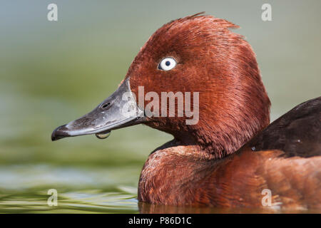 Fuligule nyroca - Aythya nyroca Moorente -, l'Allemagne, l'homme adulte Banque D'Images