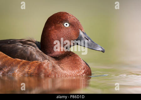 Fuligule nyroca - Aythya nyroca Moorente -, l'Allemagne, l'homme adulte Banque D'Images