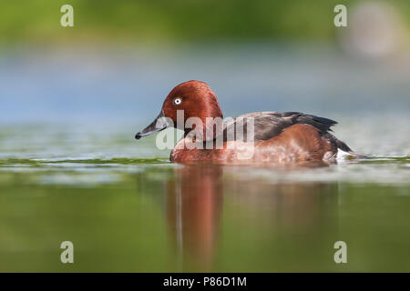 Fuligule nyroca - Aythya nyroca Moorente -, l'Allemagne, l'homme adulte Banque D'Images