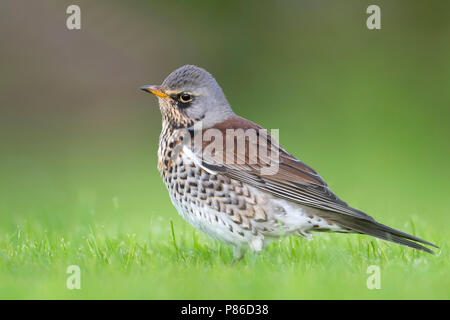 - Fieldfare Wacholderdrossel - f Turdus, Allemagne, des profils Banque D'Images