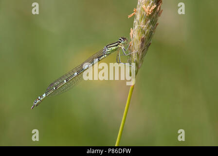 Imago Gaffelwaterjuffer ; adulte ; Bluet Dainty Dainty adultes libellule Banque D'Images
