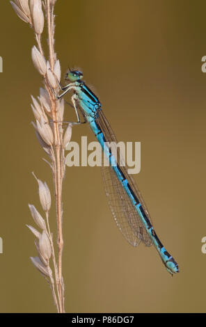 Imago Gaffelwaterjuffer ; adulte ; Bluet Dainty Dainty adultes libellule Banque D'Images