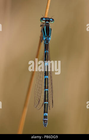Imago Gaffelwaterjuffer ; adulte ; Bluet Dainty Dainty adultes libellule Banque D'Images