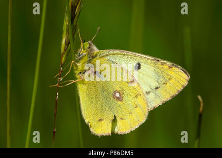 Gele luzernevlinder / jaune pâle brouillé (Colias hyale) Banque D'Images