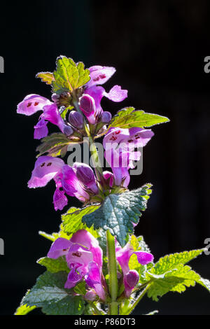 Gevlekte dovenetel Lamium maculatum, s.l. Banque D'Images