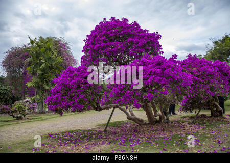 Le Xishuangbanna, Jinghong, Chine. 10 juillet, 2018. Le Xishuangbanna, CHINE-fleurs de bougainvilliers en fleurs dans la région de Xishuangbanna, au sud la province chinoise du Yunnan. Crédit : SIPA Asie/ZUMA/Alamy Fil Live News Banque D'Images