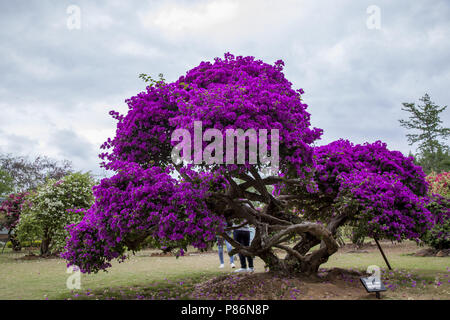 Le Xishuangbanna, Jinghong, Chine. 10 juillet, 2018. Le Xishuangbanna, CHINE-fleurs de bougainvilliers en fleurs dans la région de Xishuangbanna, au sud la province chinoise du Yunnan. Crédit : SIPA Asie/ZUMA/Alamy Fil Live News Banque D'Images