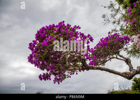 Le Xishuangbanna, Jinghong, Chine. 10 juillet, 2018. Le Xishuangbanna, CHINE-fleurs de bougainvilliers en fleurs dans la région de Xishuangbanna, au sud la province chinoise du Yunnan. Crédit : SIPA Asie/ZUMA/Alamy Fil Live News Banque D'Images