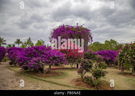 Le Xishuangbanna, Jinghong, Chine. 10 juillet, 2018. Le Xishuangbanna, CHINE-fleurs de bougainvilliers en fleurs dans la région de Xishuangbanna, au sud la province chinoise du Yunnan. Crédit : SIPA Asie/ZUMA/Alamy Fil Live News Banque D'Images