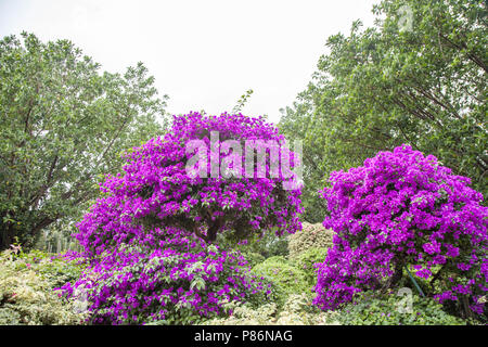 Le Xishuangbanna, Jinghong, Chine. 10 juillet, 2018. Le Xishuangbanna, CHINE-fleurs de bougainvilliers en fleurs dans la région de Xishuangbanna, au sud la province chinoise du Yunnan. Crédit : SIPA Asie/ZUMA/Alamy Fil Live News Banque D'Images