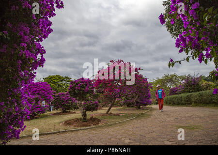 Le Xishuangbanna, Jinghong, Chine. 10 juillet, 2018. Le Xishuangbanna, CHINE-fleurs de bougainvilliers en fleurs dans la région de Xishuangbanna, au sud la province chinoise du Yunnan. Crédit : SIPA Asie/ZUMA/Alamy Fil Live News Banque D'Images