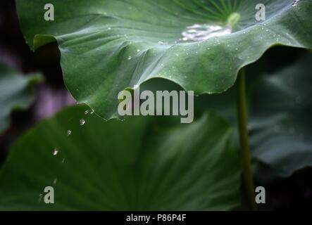 10 juillet 2018 - Shanghai, Shanghai, Chine - SHANGHAI, CHINE-gouttes de rosée sur les feuilles de lotus à Bochi Hill Park à Huai'an, province du Jiangsu en Chine de l'Est. Crédit : SIPA Asie/ZUMA/Alamy Fil Live News Banque D'Images