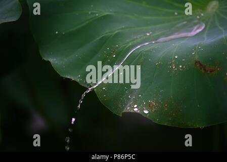 10 juillet 2018 - Shanghai, Shanghai, Chine - SHANGHAI, CHINE-gouttes de rosée sur les feuilles de lotus à Bochi Hill Park à Huai'an, province du Jiangsu en Chine de l'Est. Crédit : SIPA Asie/ZUMA/Alamy Fil Live News Banque D'Images