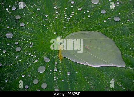 10 juillet 2018 - Shanghai, Shanghai, Chine - SHANGHAI, CHINE-gouttes de rosée sur les feuilles de lotus à Bochi Hill Park à Huai'an, province du Jiangsu en Chine de l'Est. Crédit : SIPA Asie/ZUMA/Alamy Fil Live News Banque D'Images