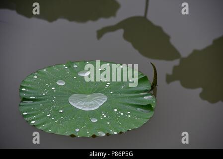 10 juillet 2018 - Shanghai, Shanghai, Chine - SHANGHAI, CHINE-gouttes de rosée sur les feuilles de lotus à Bochi Hill Park à Huai'an, province du Jiangsu en Chine de l'Est. Crédit : SIPA Asie/ZUMA/Alamy Fil Live News Banque D'Images