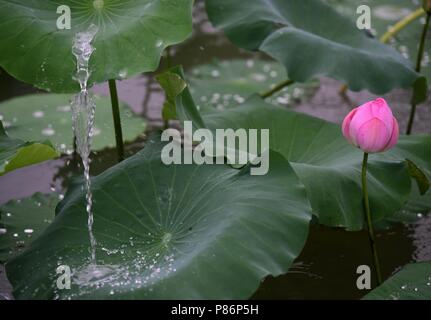 10 juillet 2018 - Shanghai, Shanghai, Chine - SHANGHAI, CHINE-gouttes de rosée sur les feuilles de lotus à Bochi Hill Park à Huai'an, province du Jiangsu en Chine de l'Est. Crédit : SIPA Asie/ZUMA/Alamy Fil Live News Banque D'Images