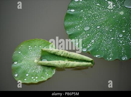 10 juillet 2018 - Shanghai, Shanghai, Chine - SHANGHAI, CHINE-gouttes de rosée sur les feuilles de lotus à Bochi Hill Park à Huai'an, province du Jiangsu en Chine de l'Est. Crédit : SIPA Asie/ZUMA/Alamy Fil Live News Banque D'Images