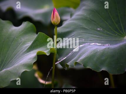 10 juillet 2018 - Shanghai, Shanghai, Chine - SHANGHAI, CHINE-gouttes de rosée sur les feuilles de lotus à Bochi Hill Park à Huai'an, province du Jiangsu en Chine de l'Est. Crédit : SIPA Asie/ZUMA/Alamy Fil Live News Banque D'Images