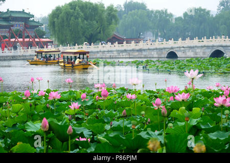 De Pékin, Pékin, Chine. 10 juillet, 2018. Beijing, Chine-touristes profiter des fleurs de lotus et de l'aviron au parc Beihai à Pékin. Crédit : SIPA Asie/ZUMA/Alamy Fil Live News Banque D'Images