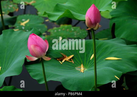 De Pékin, Pékin, Chine. 10 juillet, 2018. Beijing, Chine-touristes profiter des fleurs de lotus et de l'aviron au parc Beihai à Pékin. Crédit : SIPA Asie/ZUMA/Alamy Fil Live News Banque D'Images