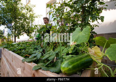 09 juillet 2018, l'Allemagne, Erlangen : Peter Proebstle, représentant et chef de division à la forêt l'Amt für Ernährung, Landwirtschaft und Forsten (AELF) (lit. Office de l'alimentation, l'Agriculture et de la forêt), vérifie les plantes dans un jardin pour montrer 'Jardins urbains'. Voir les jardins pour 'Jardins urbains" sont prévues dans toute la Bavière à partir de 2019. Photo : Daniel Karmann/dpa Banque D'Images