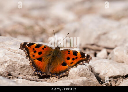 Oostelijke vos, Yellow-legged Tortoisehell Banque D'Images