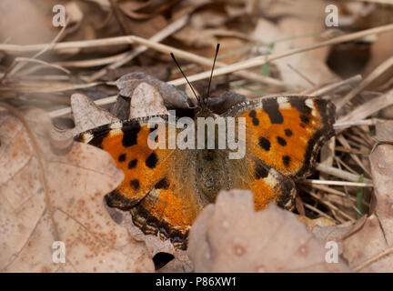 Oostelijke vos, Yellow-legged Tortoisehell Banque D'Images