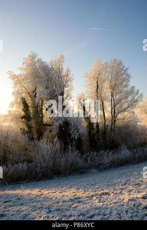 Oostvaardersplassen Almere Pays-Bas couvert de gelée blanche, Oostvaardersplassen Almere Nederland dans gehuld rijp Banque D'Images