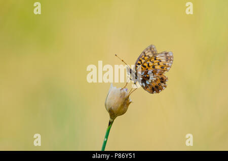 Paarse parelmoervlinder, Violet Fritillary Banque D'Images