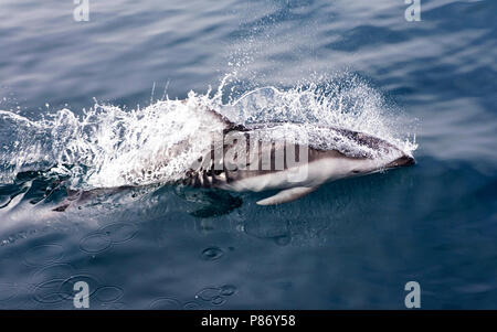 Witgestreepte Dolfijn, dauphin à flancs blancs du Pacifique Lagenorhynchus obliquidens, www.agami.nl Banque D'Images