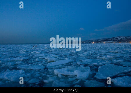 Pck-ice pour la Côte d'Hokkaido, Japon ; Pakijs voor de kust van Hokkaido au Japon Banque D'Images