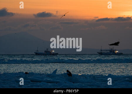 Pck-ice pour la Côte d'Hokkaido, Japon ; Pakijs voor de kust van Hokkaido au Japon Banque D'Images