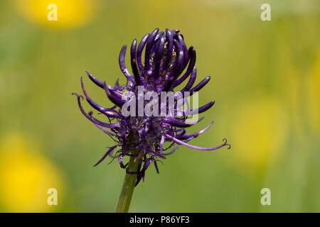 Libre de van Zwartblauwe rapunzel bloem Duitsland, Close-up of Black Rampion flower Allemagne Banque D'Images