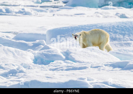 Près de sa mère ours polaire cub observés à partir de l'étage inférieur du Polarstern - AWI Expédition en Haussgarden, mer du Groenland. Banque D'Images