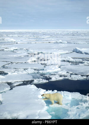 Lopend IJsbeer op het pakijs ; la marche de l'ours polaire sur la banquise Banque D'Images