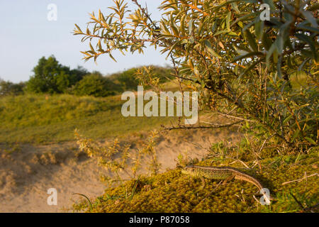 Zandhagedis in het duin ; à une dune de sable lizard Banque D'Images